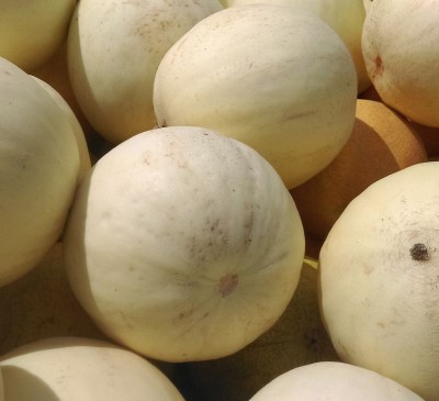 Melon Medovaya rosa